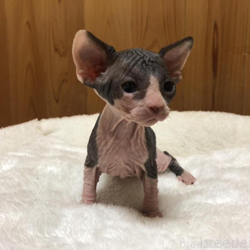 販売中の岐阜県のスフィンクス-131012