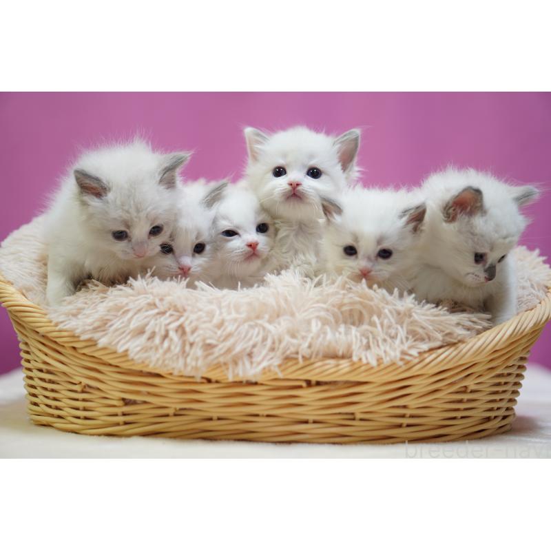 販売中の埼玉県のラグドール-131011の2枚目