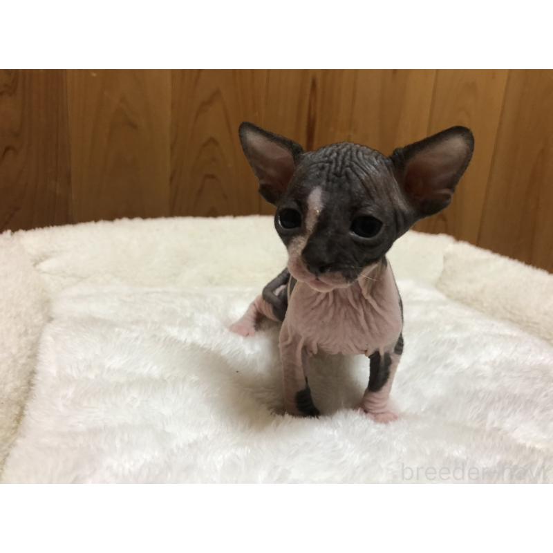 販売中の岐阜県のスフィンクス-131013の9枚目