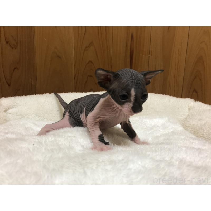 販売中の岐阜県のスフィンクス-131013の8枚目