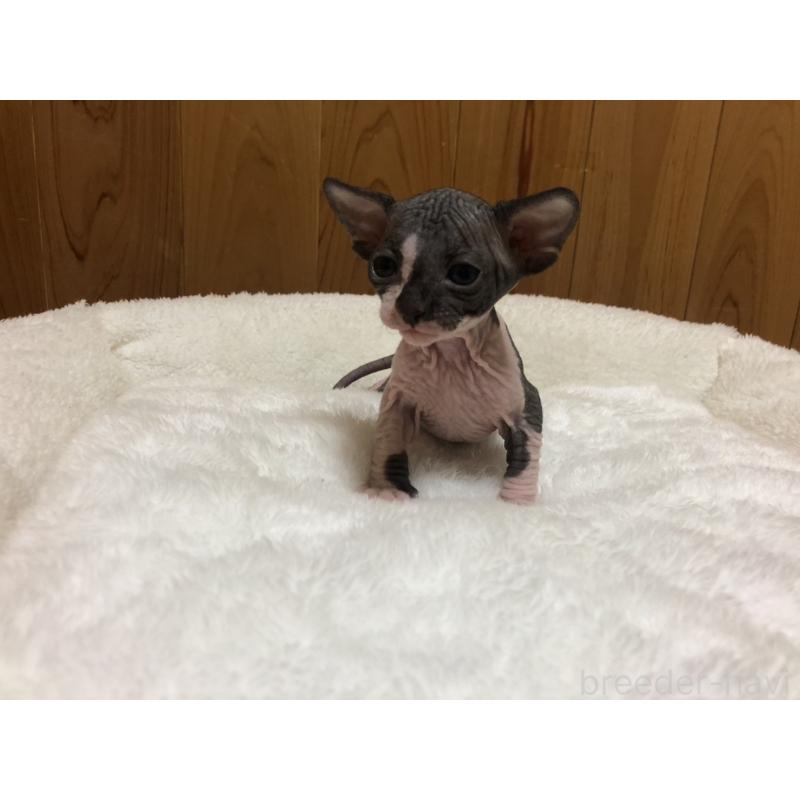 販売中の岐阜県のスフィンクス-131013の7枚目