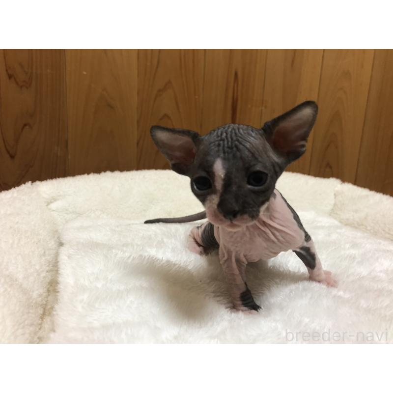 販売中の岐阜県のスフィンクス-131013の5枚目