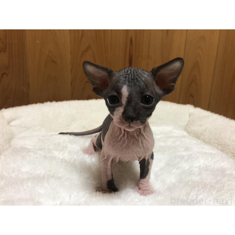 販売中の岐阜県のスフィンクス-131013の4枚目