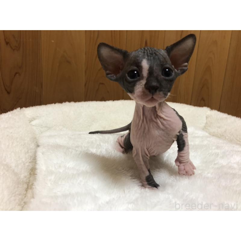 販売中の岐阜県のスフィンクス-131013の3枚目