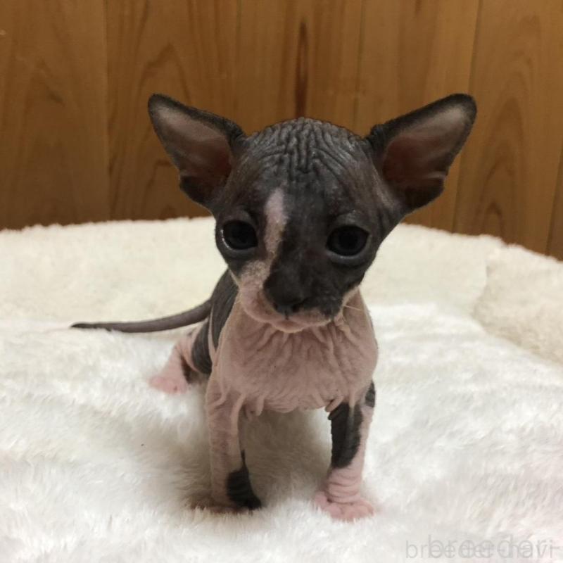 販売中の岐阜県のスフィンクス-131013