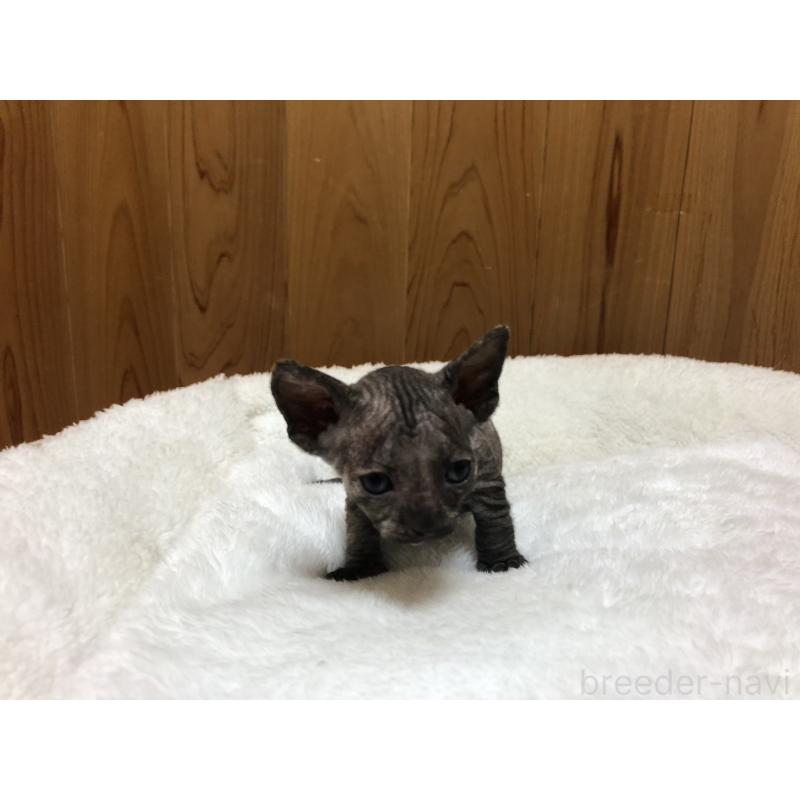 販売中の岐阜県のスフィンクス-131014の8枚目