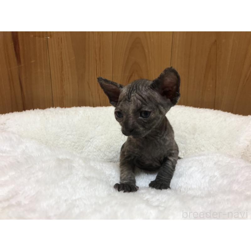 販売中の岐阜県のスフィンクス-131014の7枚目