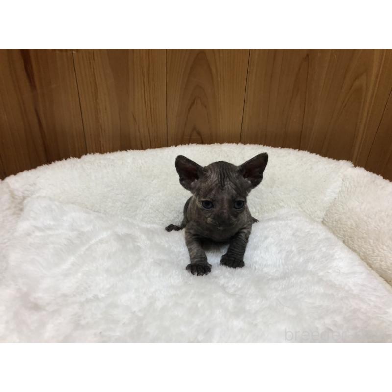 販売中の岐阜県のスフィンクス-131014の6枚目