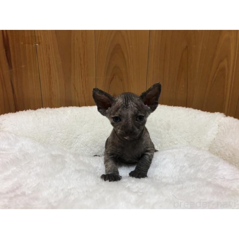 販売中の岐阜県のスフィンクス-131014の5枚目