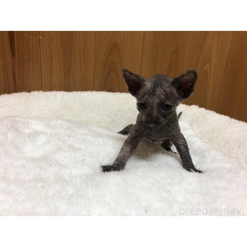 販売中の岐阜県のスフィンクス-131014の4枚目