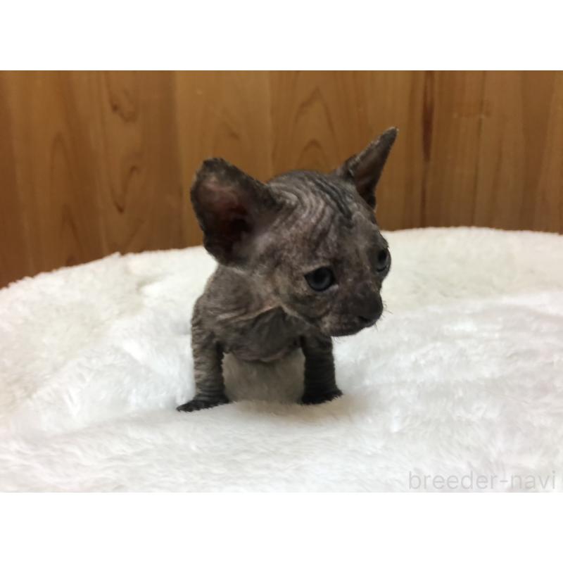 販売中の岐阜県のスフィンクス-131014の3枚目