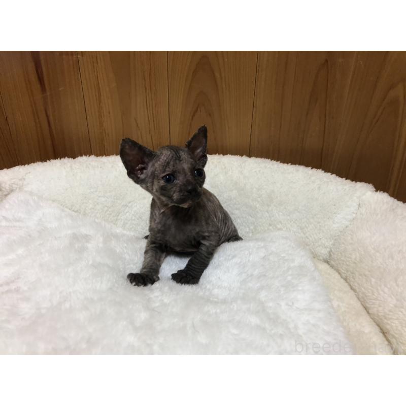 販売中の岐阜県のスフィンクス-131014の2枚目