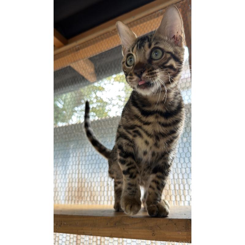 販売中の埼玉県のベンガル-131015の9枚目