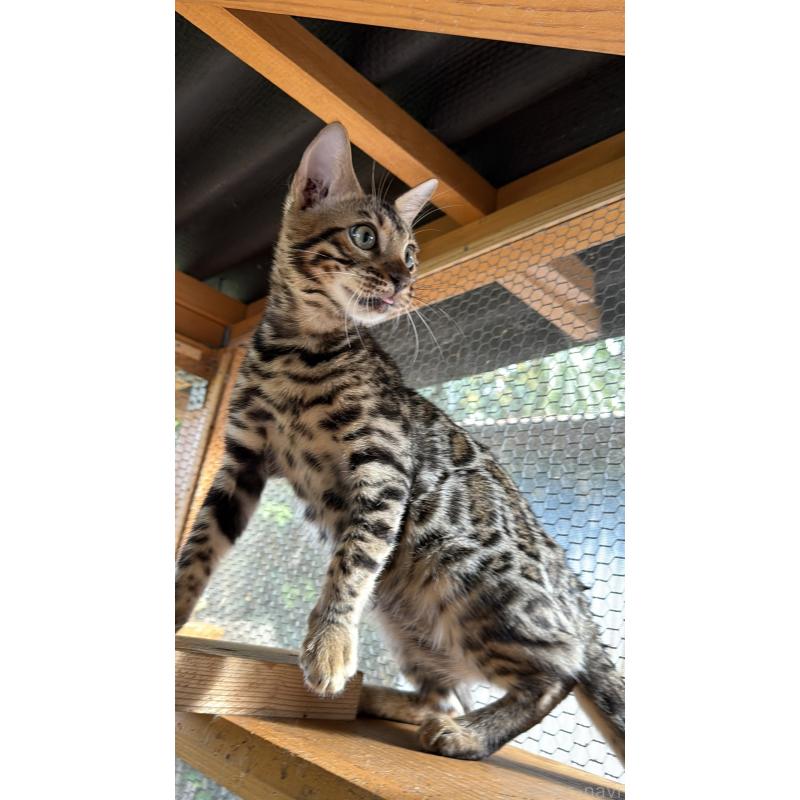 販売中の埼玉県のベンガル-131015の7枚目