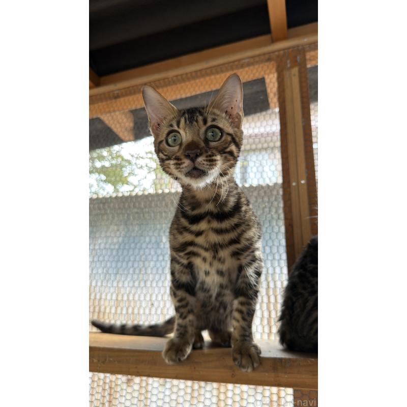 販売中の埼玉県のベンガル-131015の6枚目