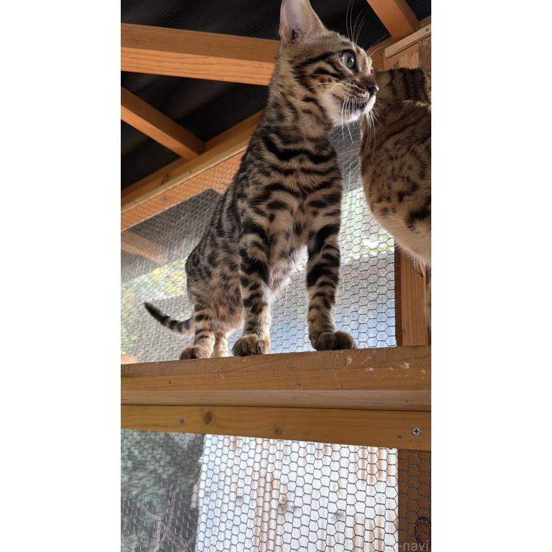 販売中の埼玉県のベンガル-131015の5枚目