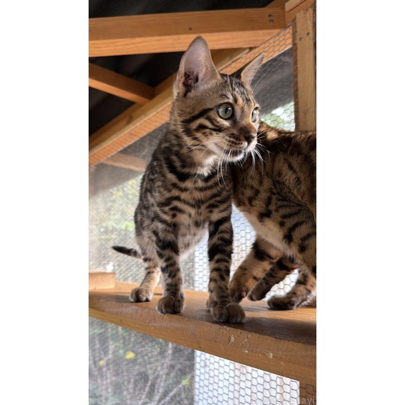 販売中の埼玉県のベンガル-131015の4枚目