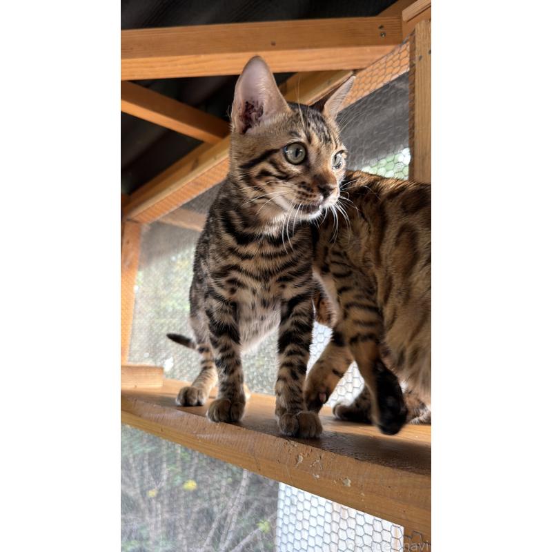 販売中の埼玉県のベンガル-131015の3枚目