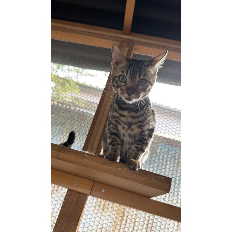 販売中の埼玉県のベンガル-131015の2枚目