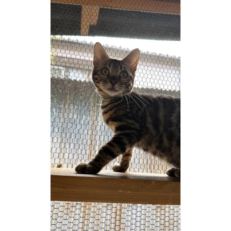 販売中の埼玉県のベンガル-131016の7枚目