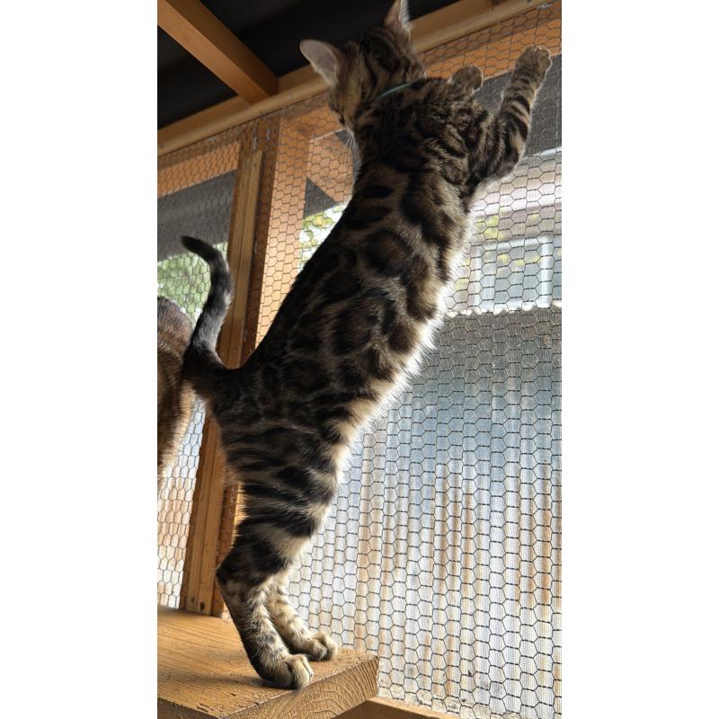 販売中の埼玉県のベンガル-131016の6枚目