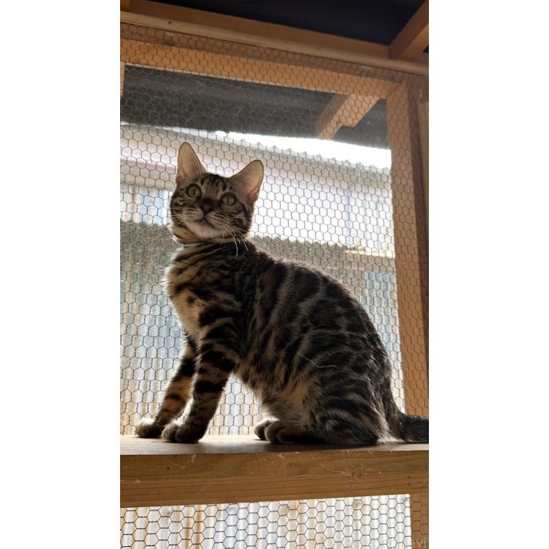 販売中の埼玉県のベンガル-131016の5枚目