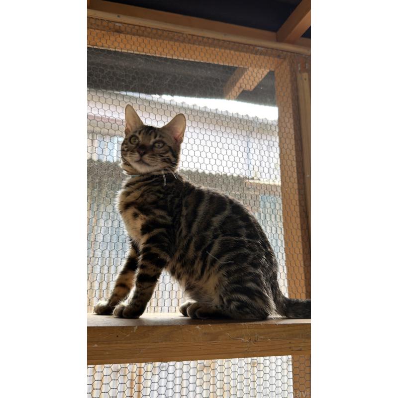 販売中の埼玉県のベンガル-131016の4枚目