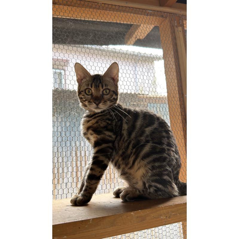 販売中の埼玉県のベンガル-131016の3枚目