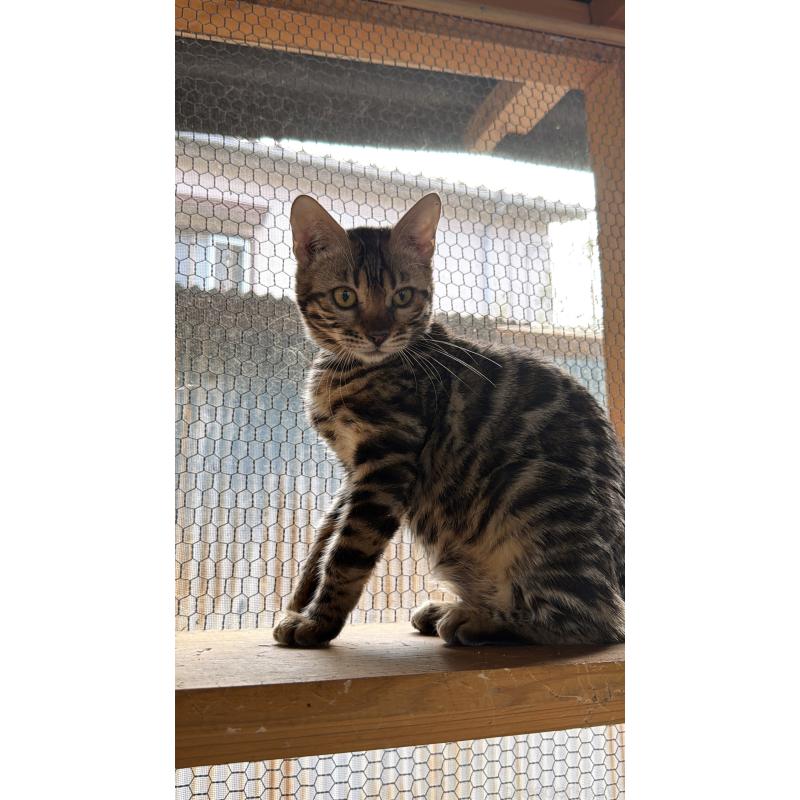 販売中の埼玉県のベンガル-131016の2枚目