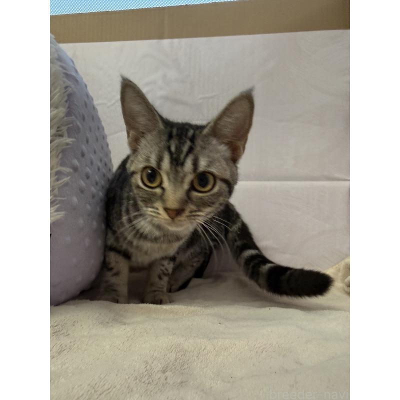 販売中の神奈川県のアメリカンショートヘア-131018の2枚目