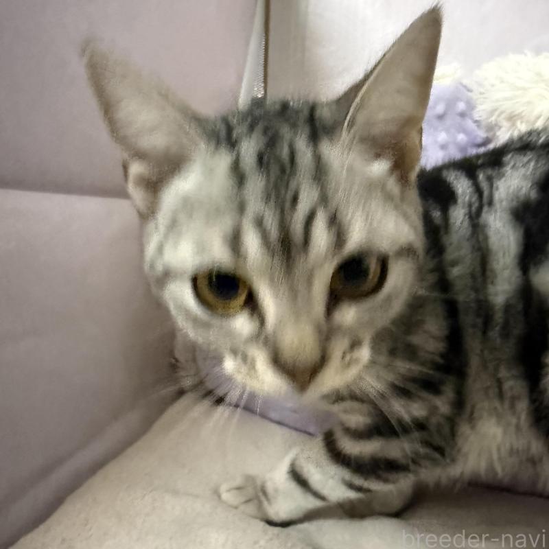 販売中の神奈川県のアメリカンショートヘア-131018の1枚目