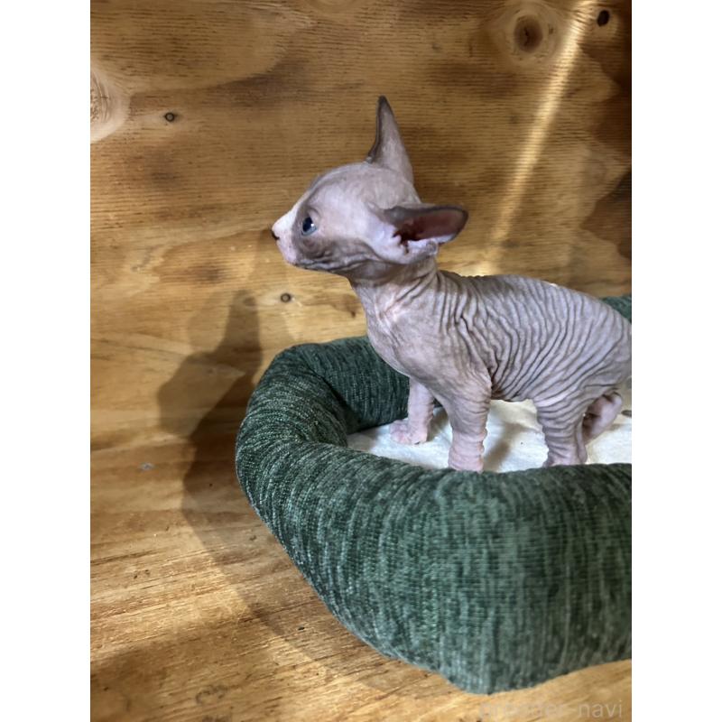 販売中の神奈川県のスフィンクス-131019の5枚目