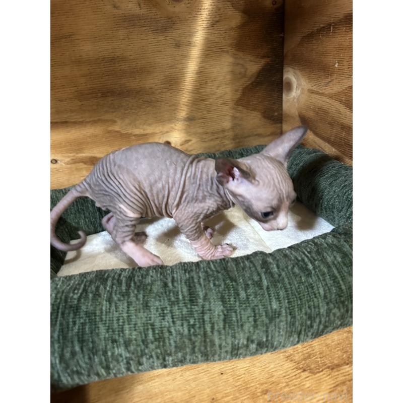 販売中の神奈川県のスフィンクス-131019の4枚目