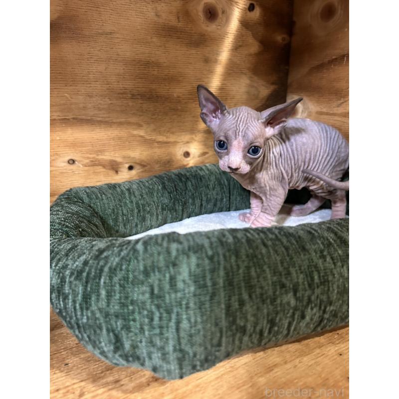 販売中の神奈川県のスフィンクス-131019の3枚目