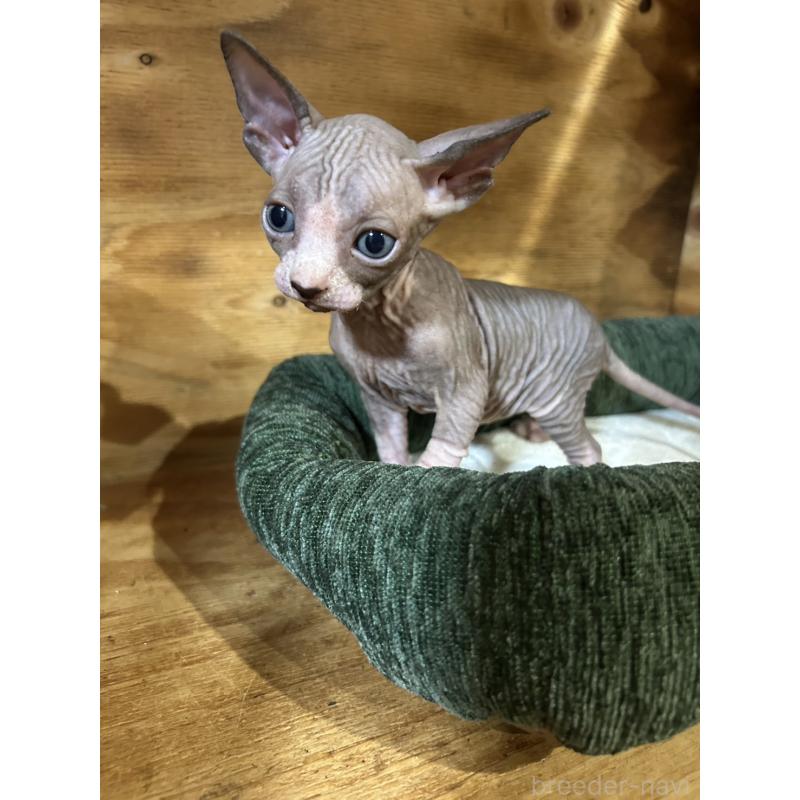 販売中の神奈川県のスフィンクス-131019の2枚目