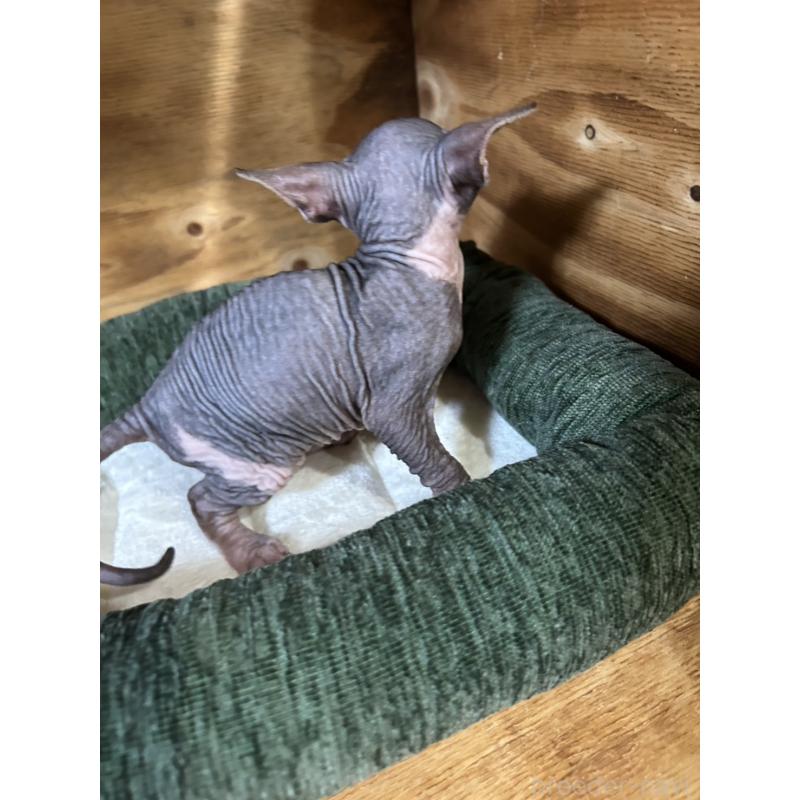 販売中の神奈川県のスフィンクス-131020の5枚目