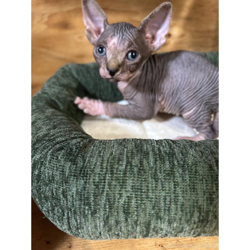 販売中の神奈川県のスフィンクス-131020の4枚目