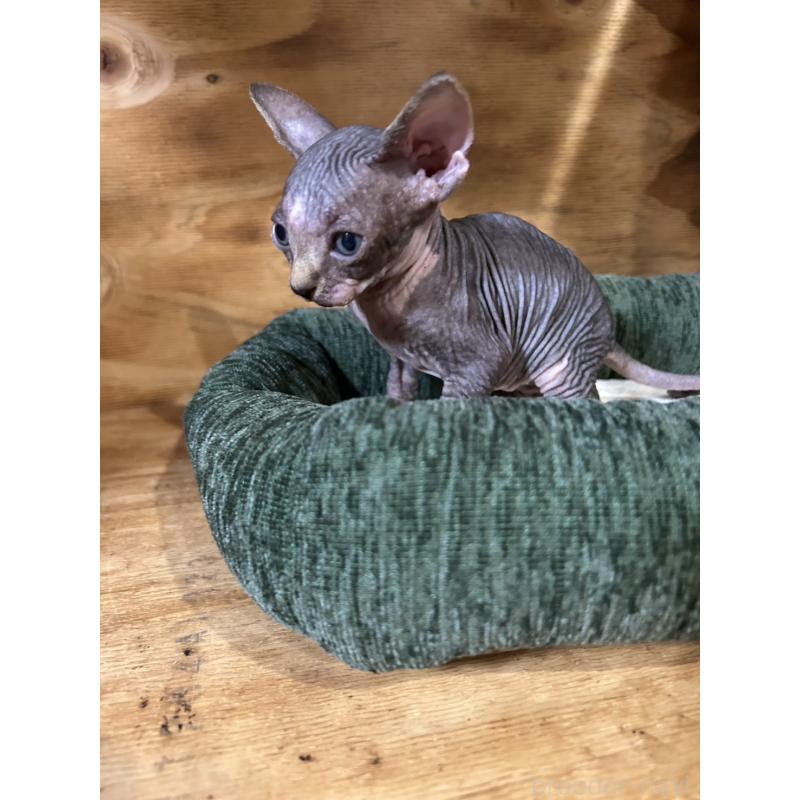 販売中の神奈川県のスフィンクス-131020の3枚目