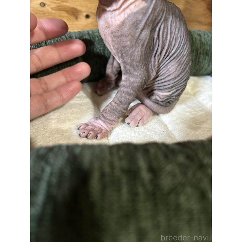 販売中の神奈川県のスフィンクス-131020の2枚目