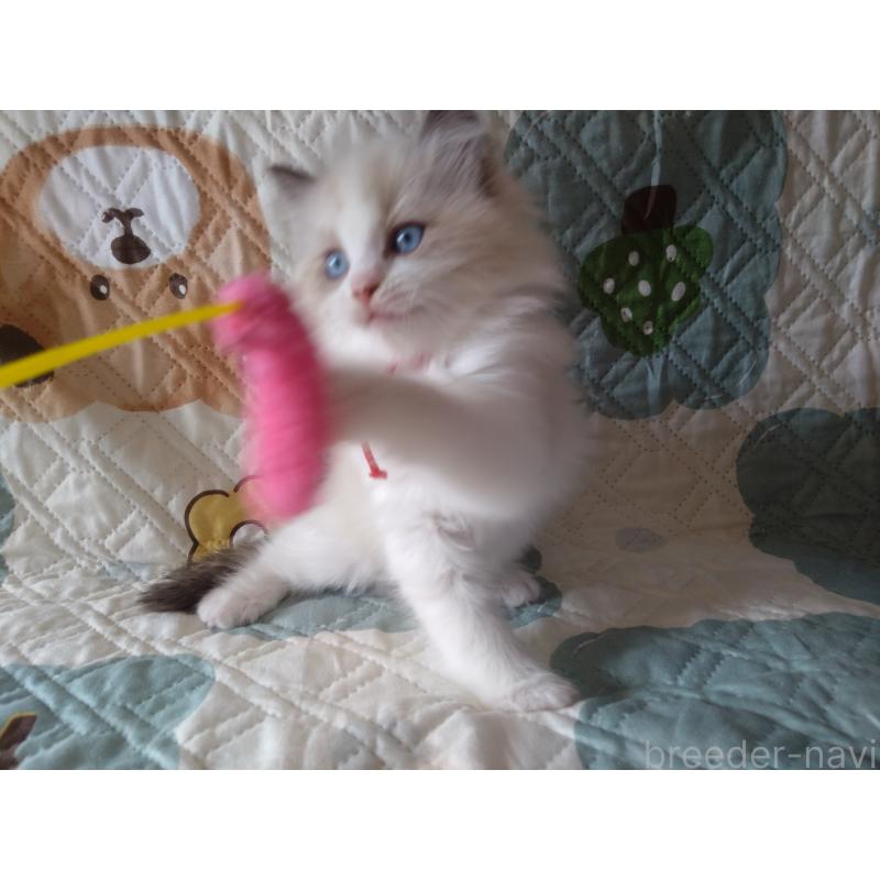 販売中の千葉県のラグドール-131021の6枚目