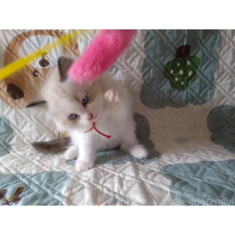 販売中の千葉県のラグドール-131021の5枚目