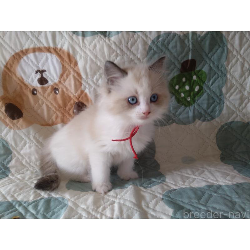 販売中の千葉県のラグドール-131021の4枚目