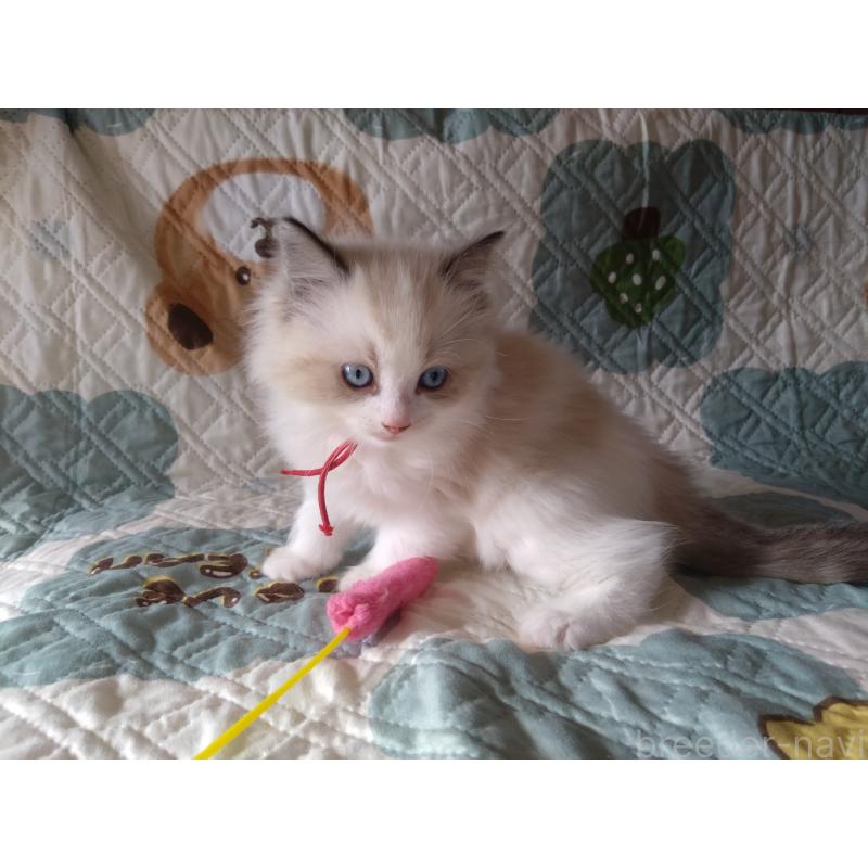 販売中の千葉県のラグドール-131021の3枚目