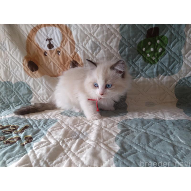 販売中の千葉県のラグドール-131021の2枚目