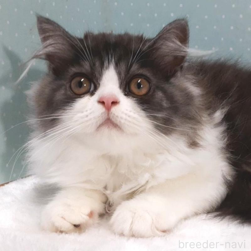 販売中の岐阜県のミヌエット-128209の1枚目