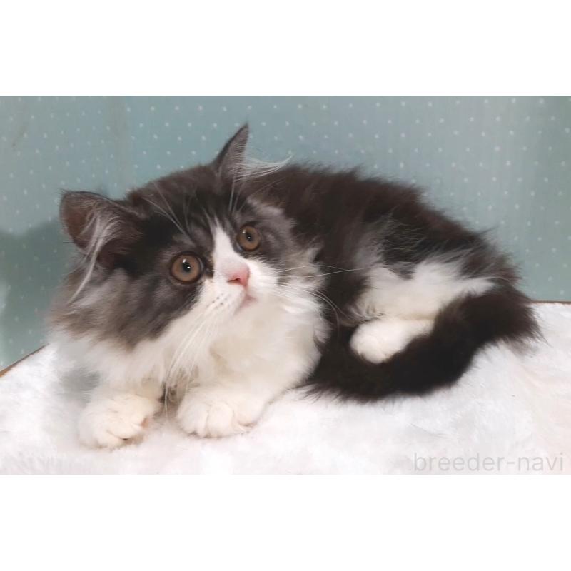 販売中の岐阜県のミヌエット-128209の3枚目