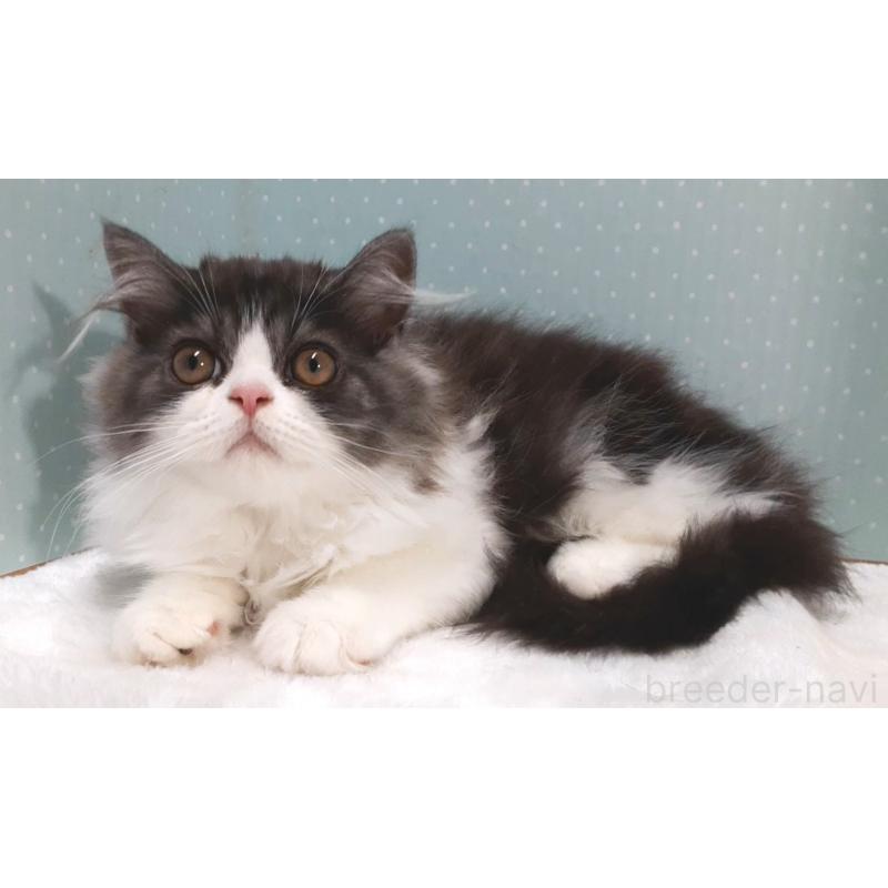 販売中の岐阜県のミヌエット-128209の2枚目