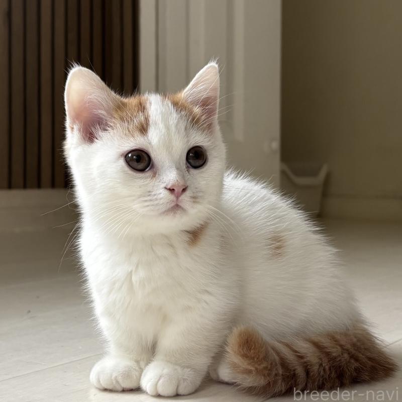 販売中の千葉県のミヌエット(短足)-131022の1枚目