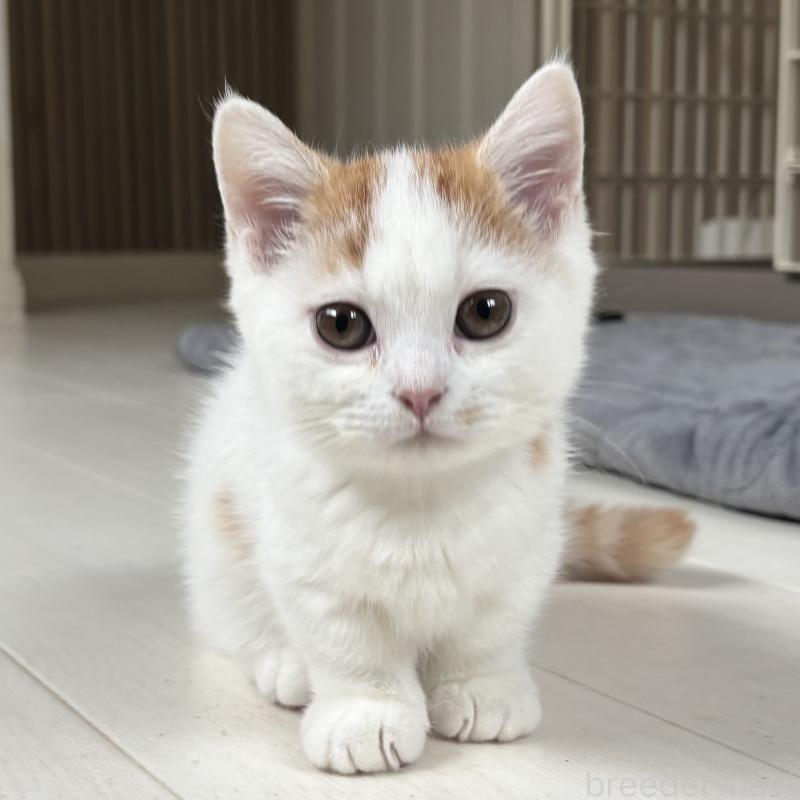 販売中の千葉県のミヌエット(短足)-131022の10枚目