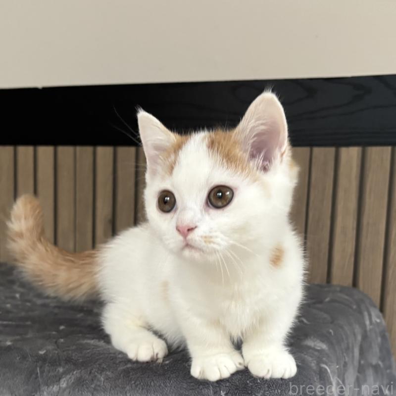 販売中の千葉県のミヌエット(短足)-131022の9枚目